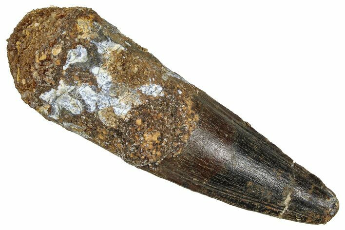 Fossil Spinosaurus Tooth - Real Dinosaur Tooth #373780
